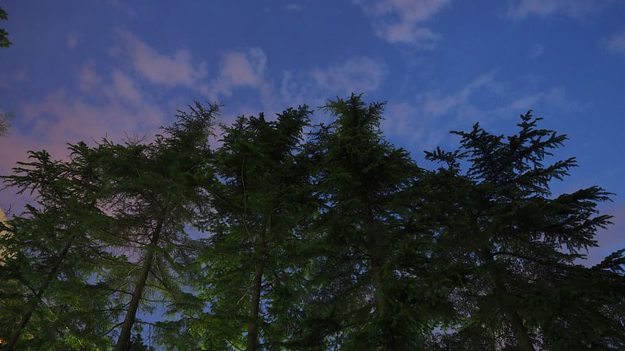 tree, plant, sky, low angle view, growth, beauty in nature HD wallpaper