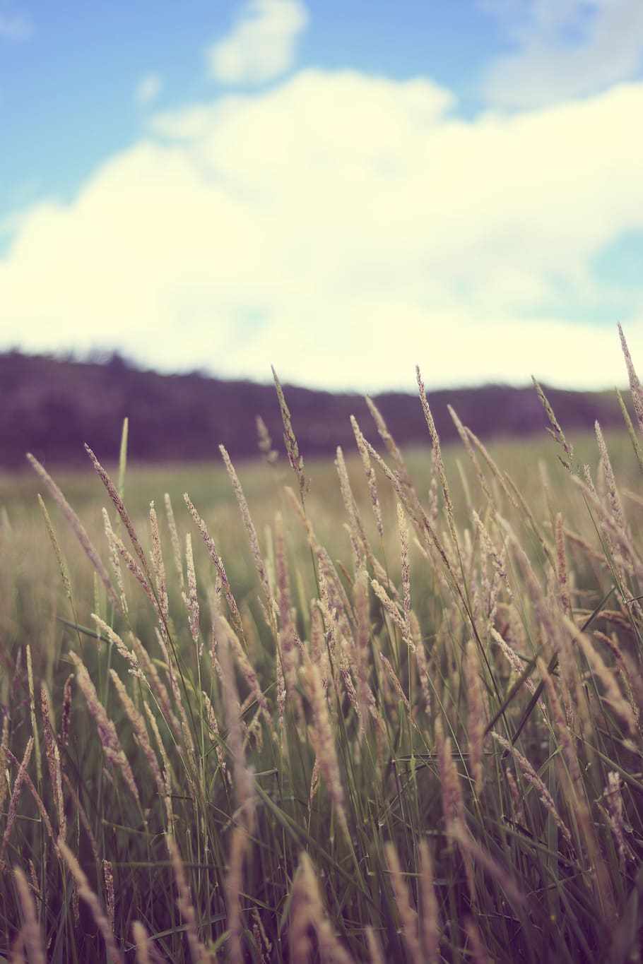 wheat, grass, nature, hay, simple, growth, field, land, plant HD wallpaper