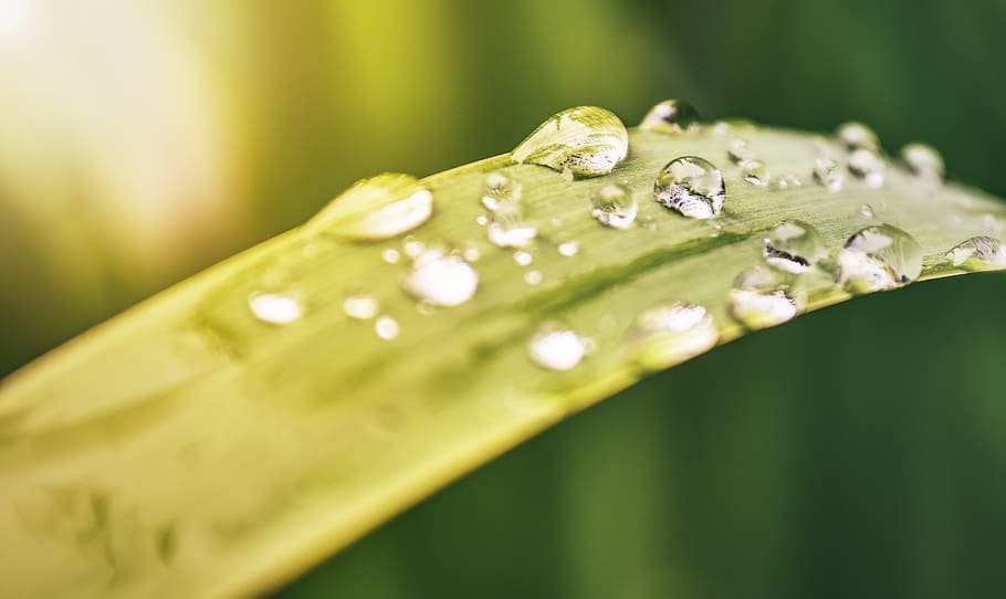 china, beijing, drop, leaf, wet, plant part, selective focus HD wallpaper