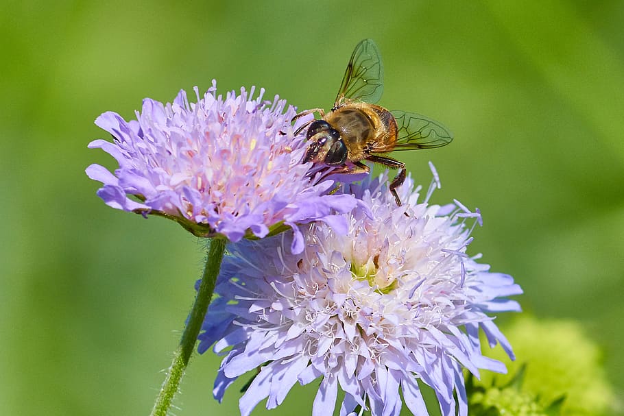 flower, fly, macro, insect, summer, plant, close up, blossom HD wallpaper