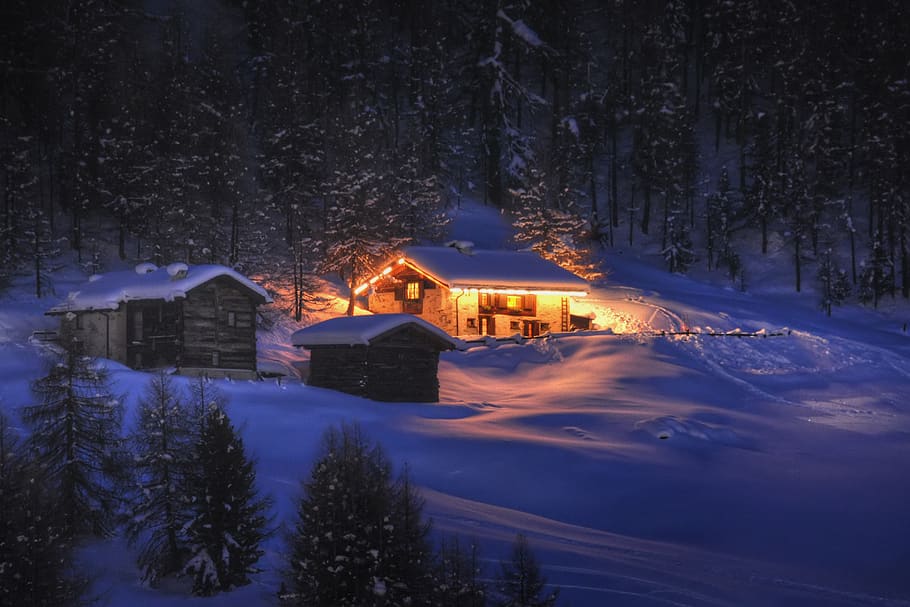 tree, night, cold temperature, winter, illuminated, snow, building exterior HD wallpaper