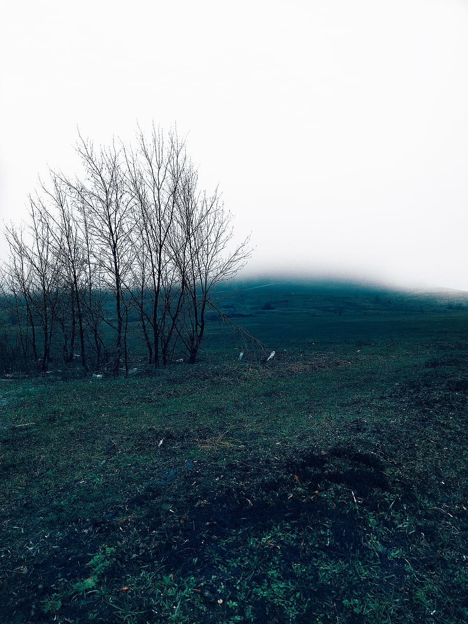 fog, tree, nature, green, grey, sky, plant, environment, landscape HD wallpaper
