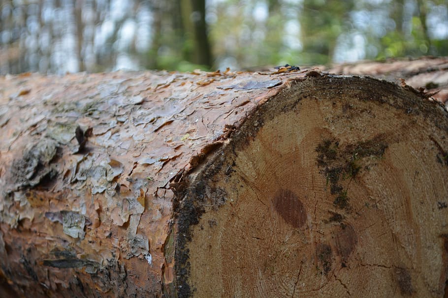tree, log, green, forest, out, wood, hack, cases, bark, brown HD wallpaper