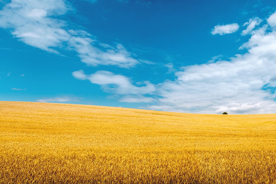 HD wallpaper: Golden wheat field with blue sky in background, land,  landscape | Wallpaper Flare