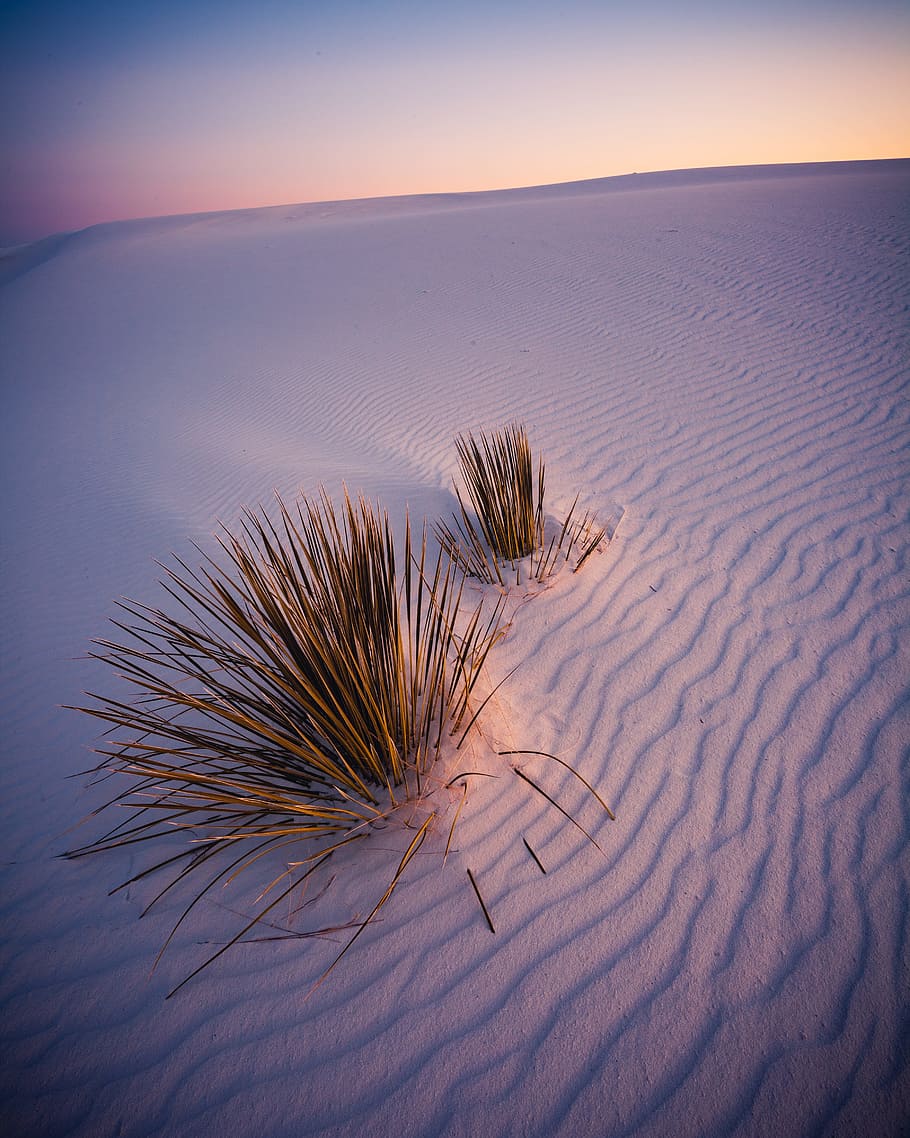 green plants on white sands during daytime, empty, desert, send HD wallpaper