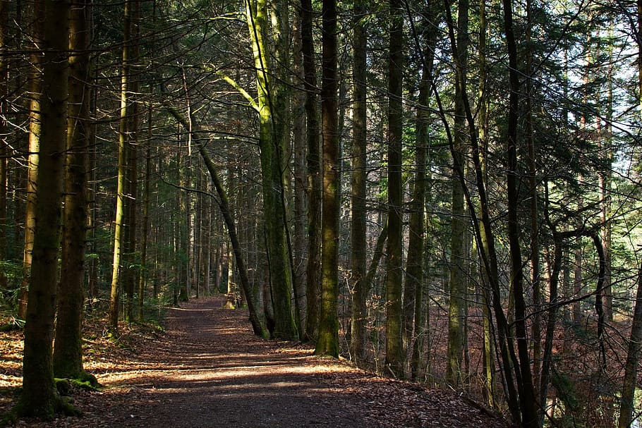 spring, forest, nature, trees, away, frühlingsanfang, idyllic HD wallpaper