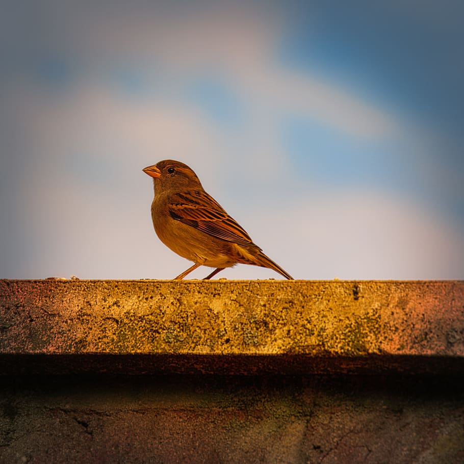 sparrow, sperling, bird, animal world, close up, one animal, HD wallpaper