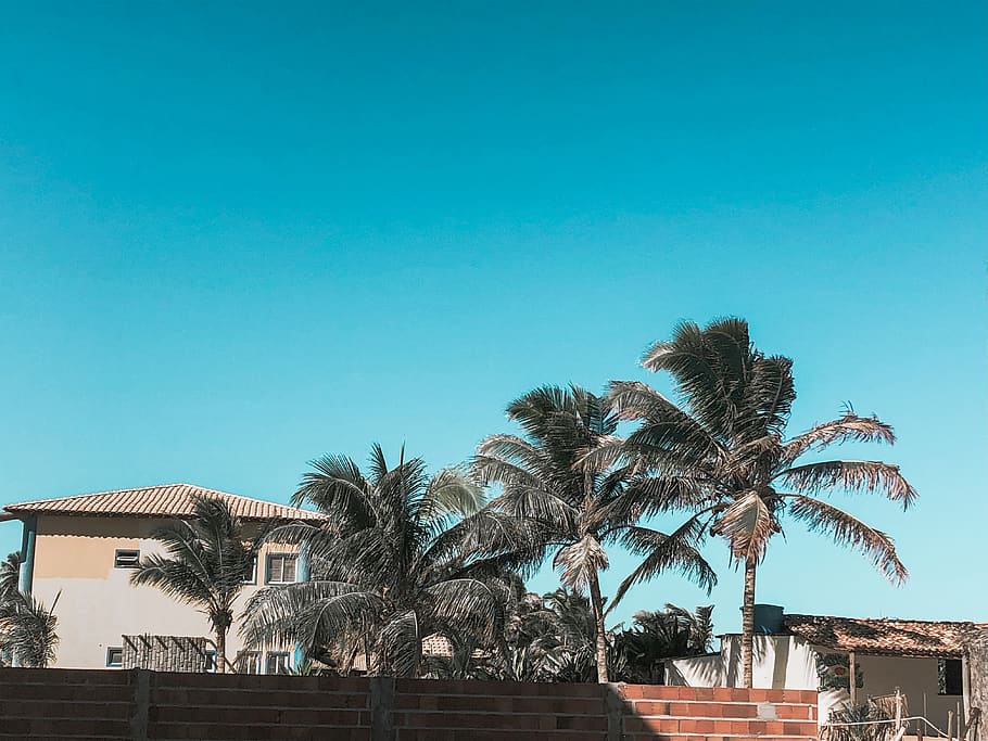 Photo of Palm Trees Near Houses Under Blue Sky, architecture HD wallpaper