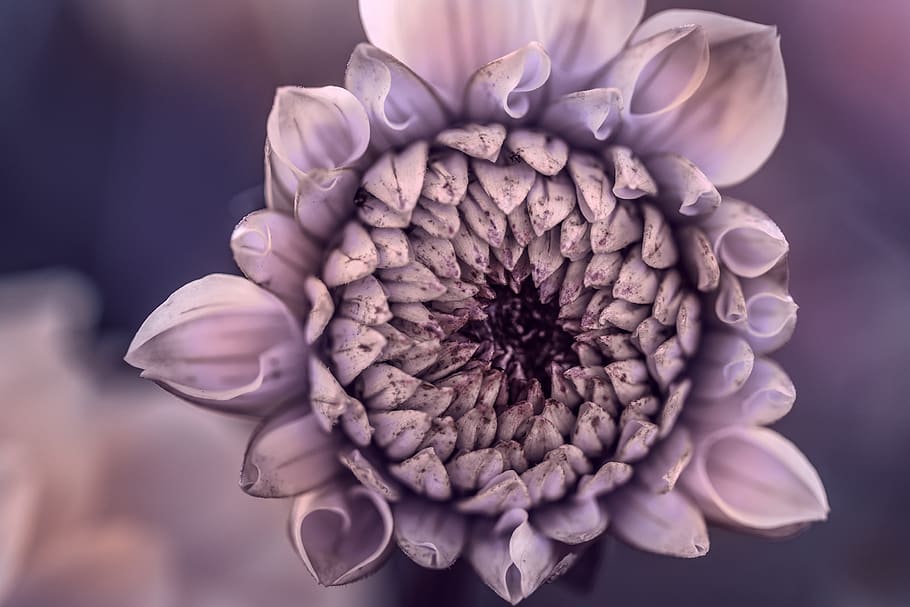 flower, dahlia, plants, petals, vintage, color, nature, garden HD wallpaper