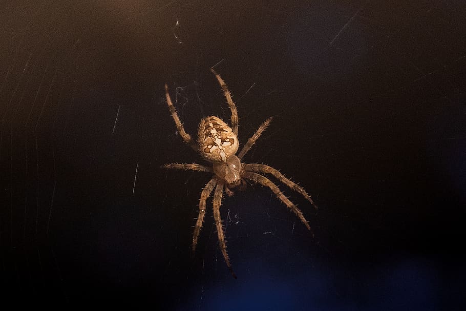 spider, web, cobweb, nature, close up, insect, arachnid, creepy HD wallpaper