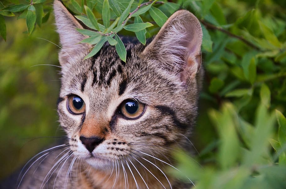 cat, kitten, nature, pet, cute, domestic cat, mieze, mackerel HD wallpaper