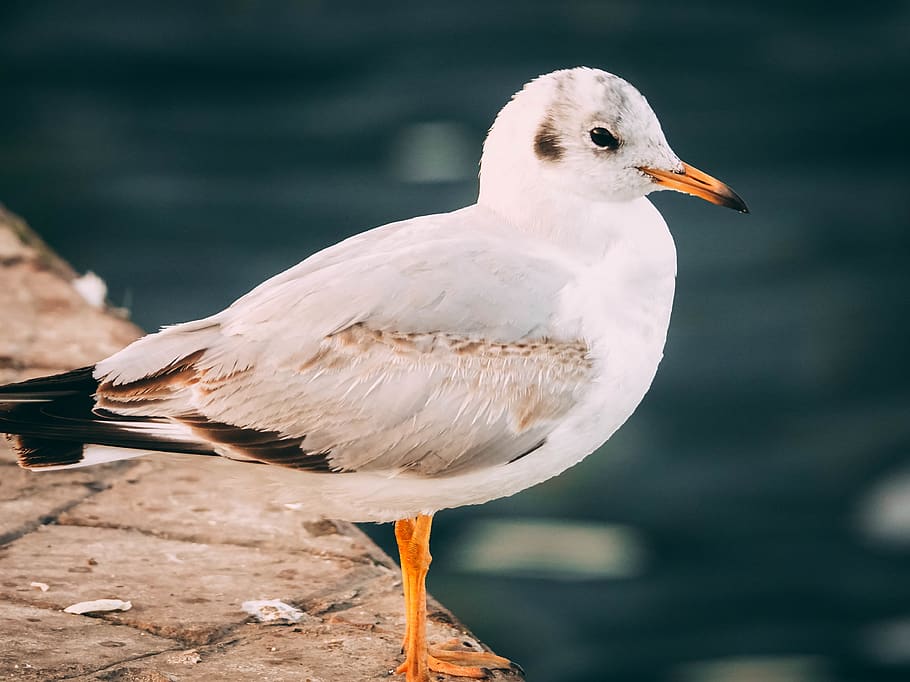 seagull, macro, white, bird, animal themes, vertebrate, animals in the wild HD wallpaper
