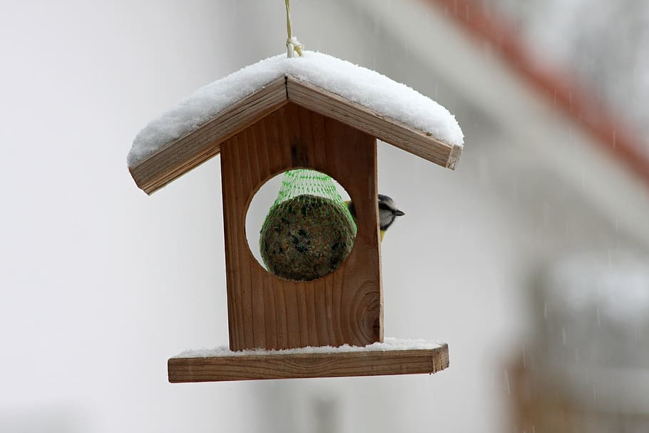 winter, tit, blue, bird, songbird, garden, blue tit, foraging HD wallpaper