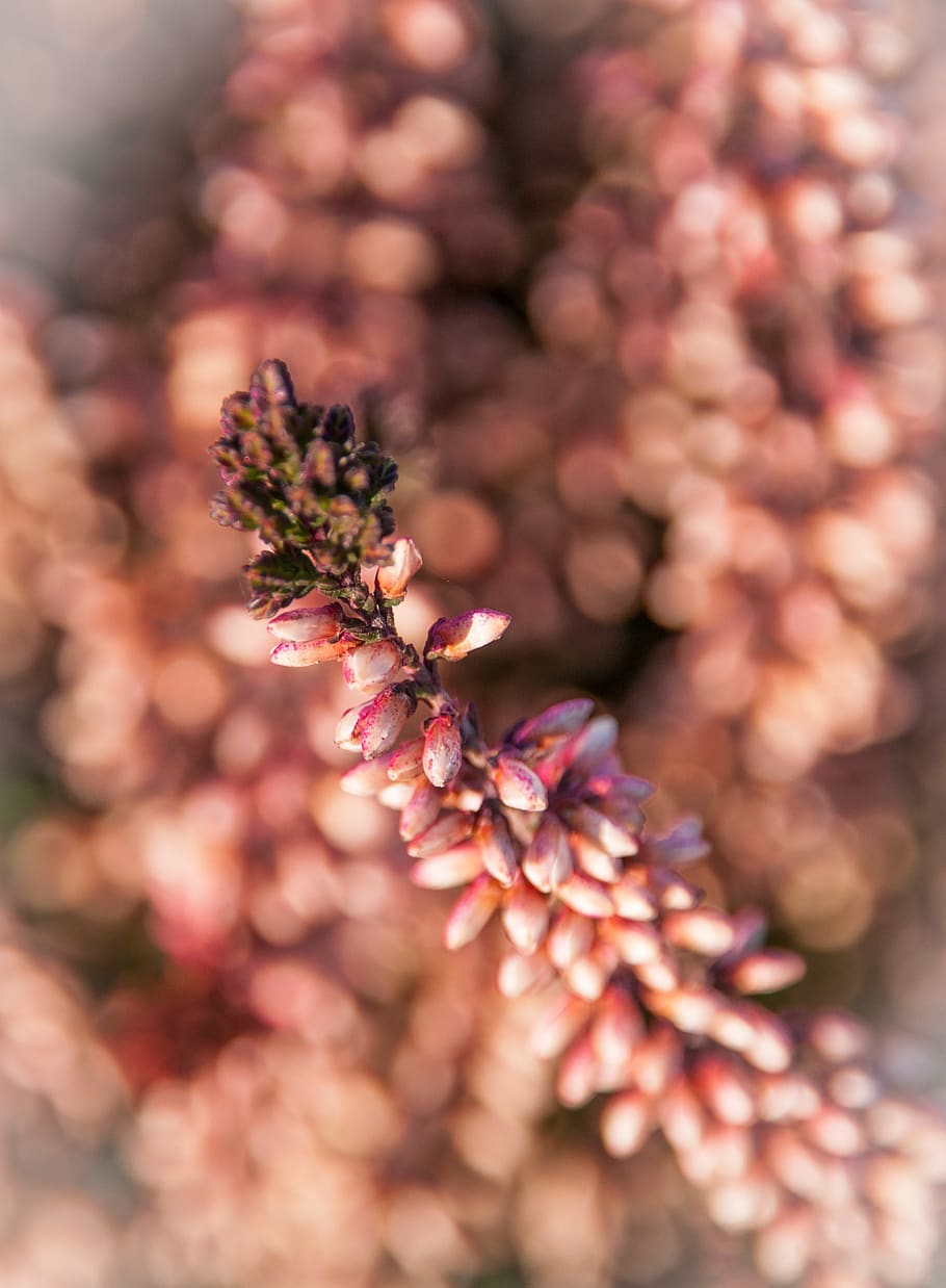 nature, spring, bud, blossom, bloom, plant, branch, close up HD wallpaper