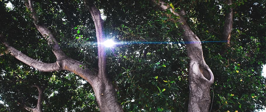 light, flare, tree, usa, los angeles, south park, plant, sun HD wallpaper