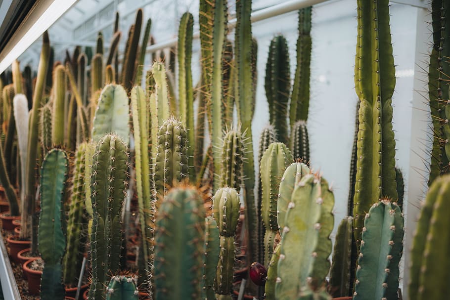 green cacti, growth, plant, cactus, succulent plant, beauty in nature HD wallpaper