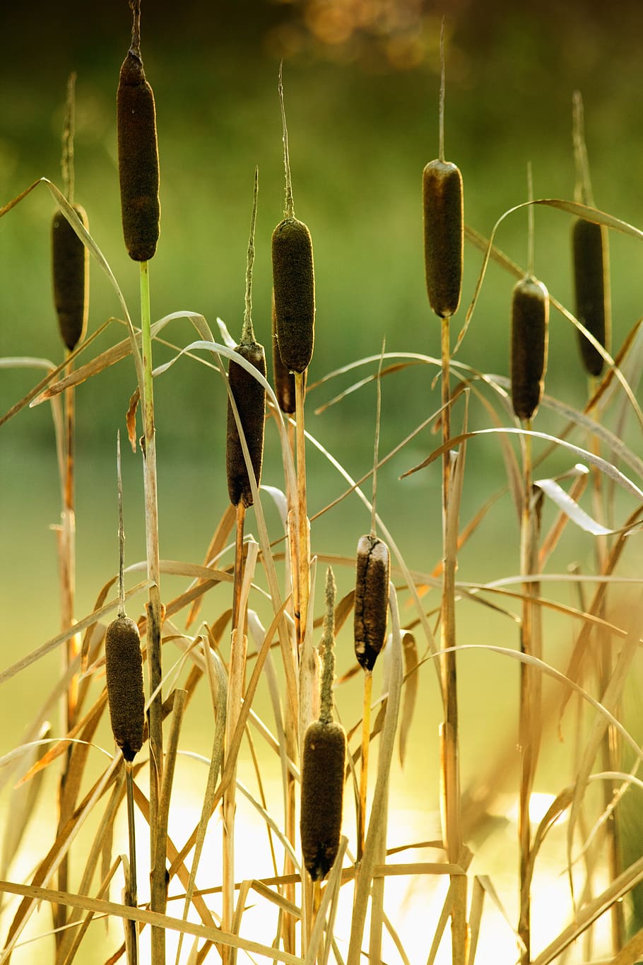 Brown Plants in Close-up Photography, environment, field, flora HD wallpaper