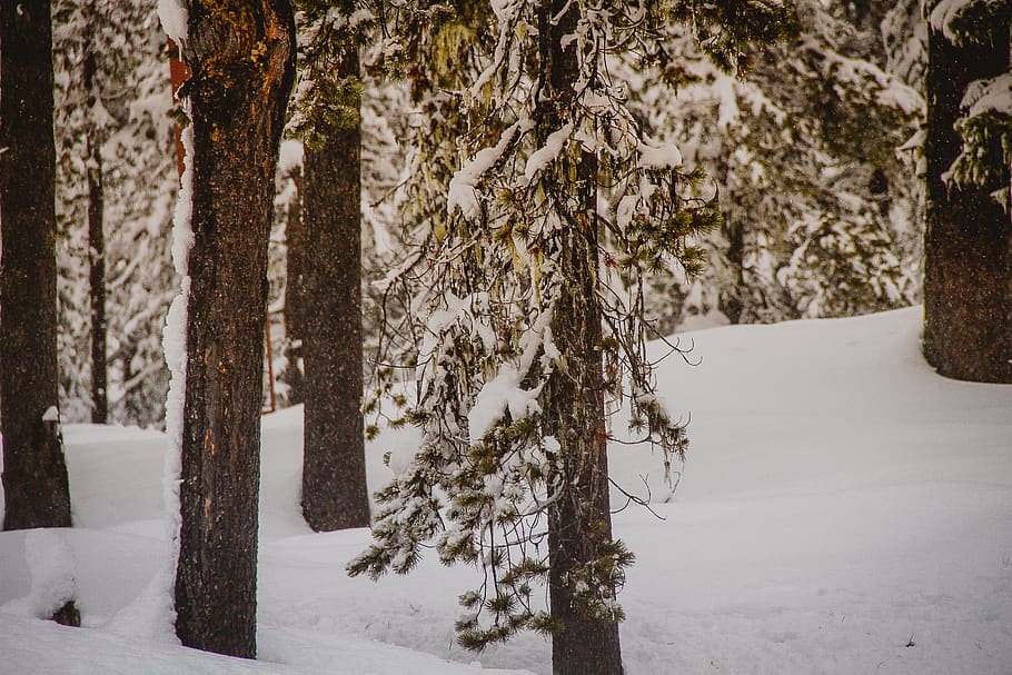 trees and snowfield, plant, tree trunk, nature, outdoors, winter HD wallpaper