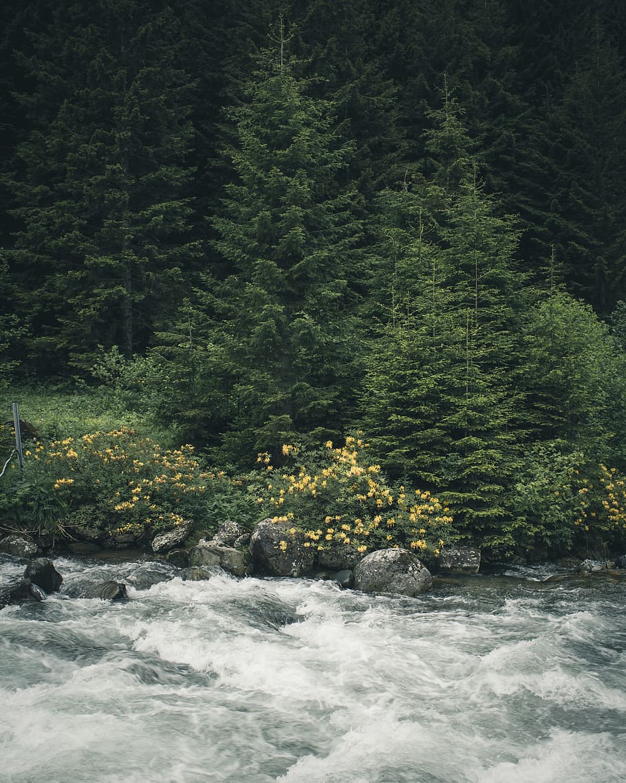Long Exposure Photography Body Of Water, environment, forest HD wallpaper