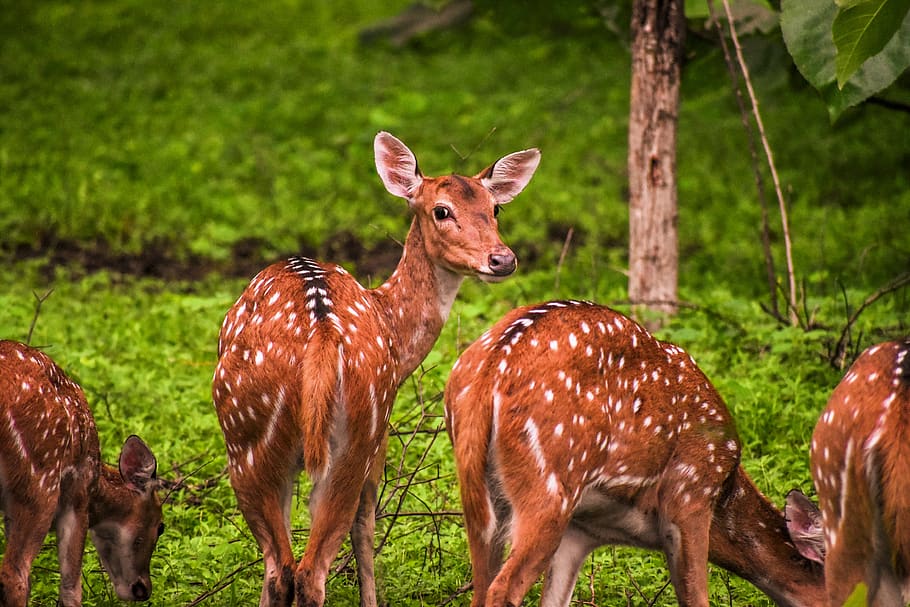 four brown and white deers, animal, group of animals, animal themes HD wallpaper