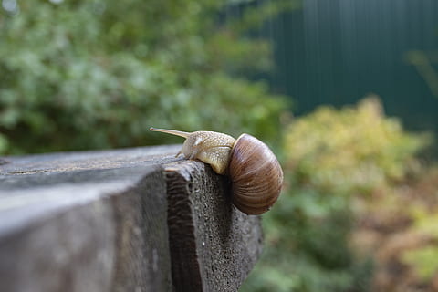 snail, creeps, slimy, macro, slug, slow, an effort, mollusk HD wallpaper