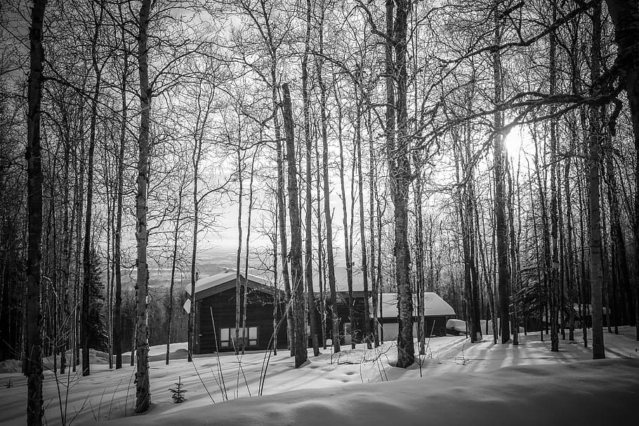 cozy, view, black, white, peaceful, forest, house, trees, snow HD wallpaper