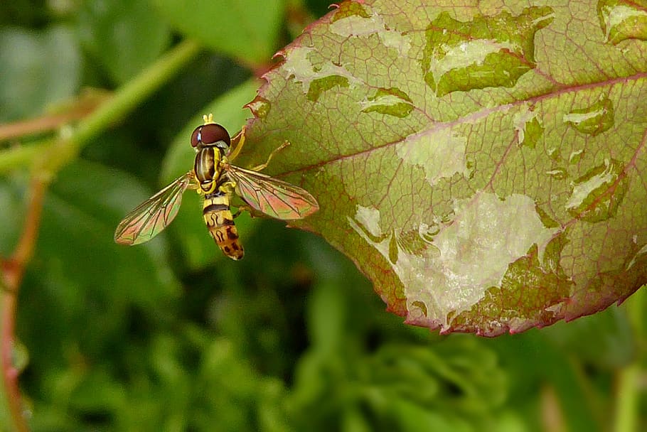 bee, leaf, raindrops, rose, summer, morning, wings, shimmer HD wallpaper