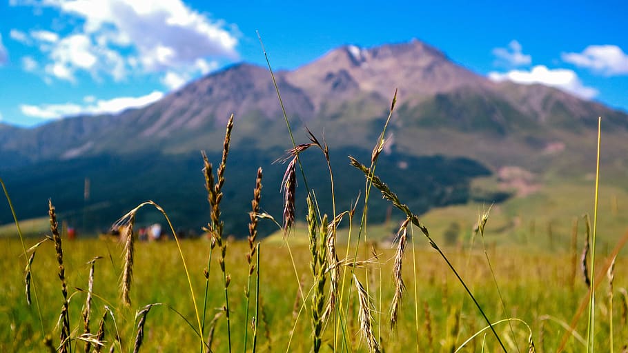 grass, distant hills, snow mountain, landscape, plant, scenics - nature HD wallpaper