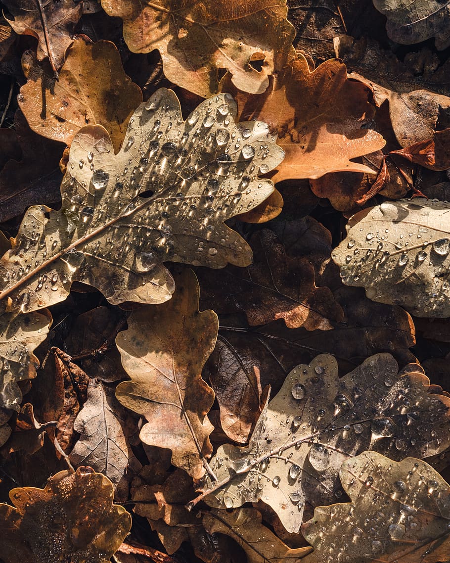 germany, berlin, drop, fall, leaf, autumn, morning, oak, tree HD wallpaper