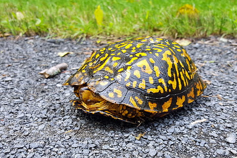 Turtle crossing the road., terrapin, terrapin turtle, turtle shell HD wallpaper