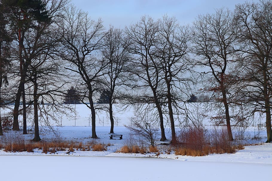 wintry, lakeside, frozen, snow, cold, rest, quiet, landscape HD wallpaper