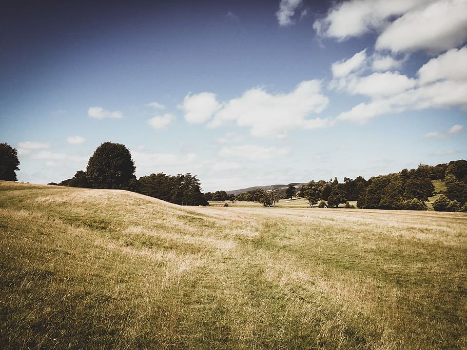 Green Grass Field, daylight, england, grassland, nature, UK, plant HD wallpaper