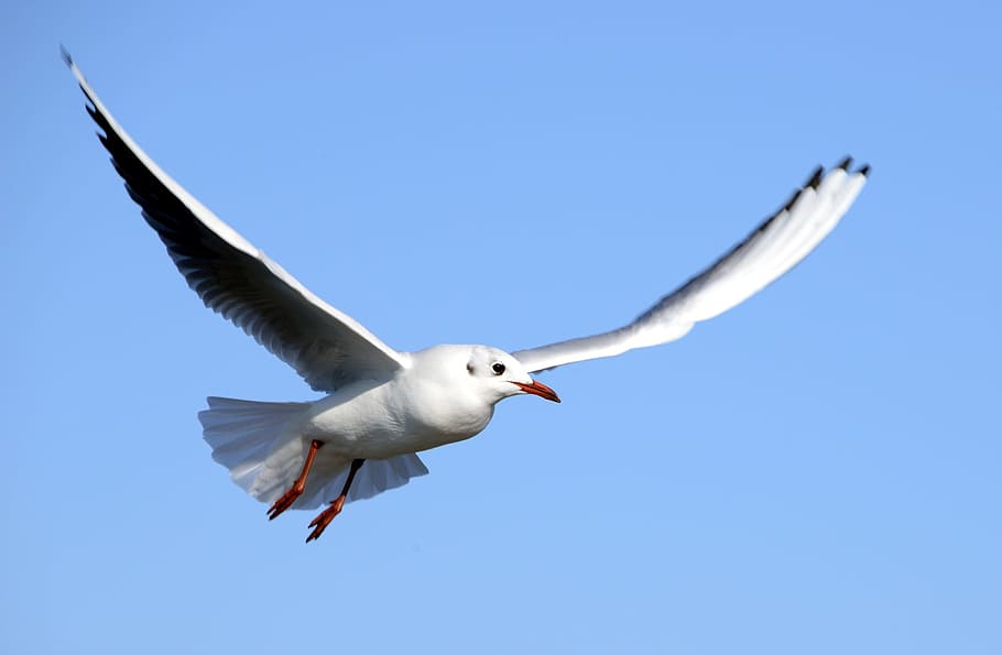 seagull, flying, bird, white, animal, nature, animal themes HD wallpaper