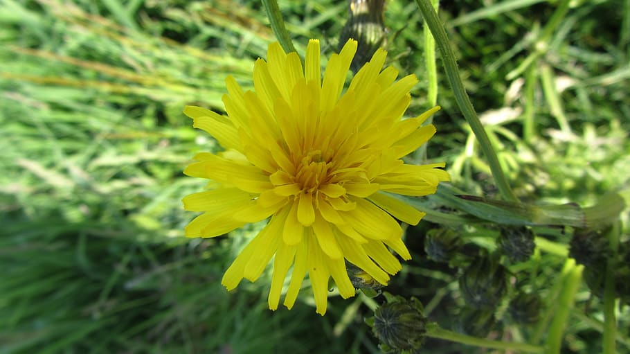 flower, yellow, garden, spring, flowering plant, freshness HD wallpaper