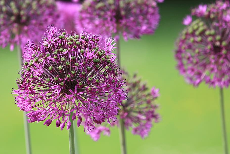 violet, fragile, stems, flowers, nature, summer, park, garden HD wallpaper