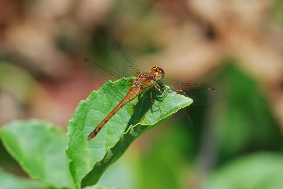 dragonfly, insect, bug, nature, wings, green, summer, brown HD wallpaper
