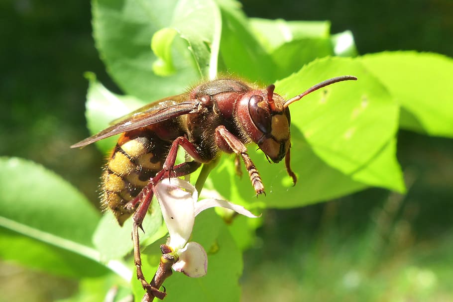 insect, animal themes, invertebrate, animal wildlife, animals in the wild HD wallpaper