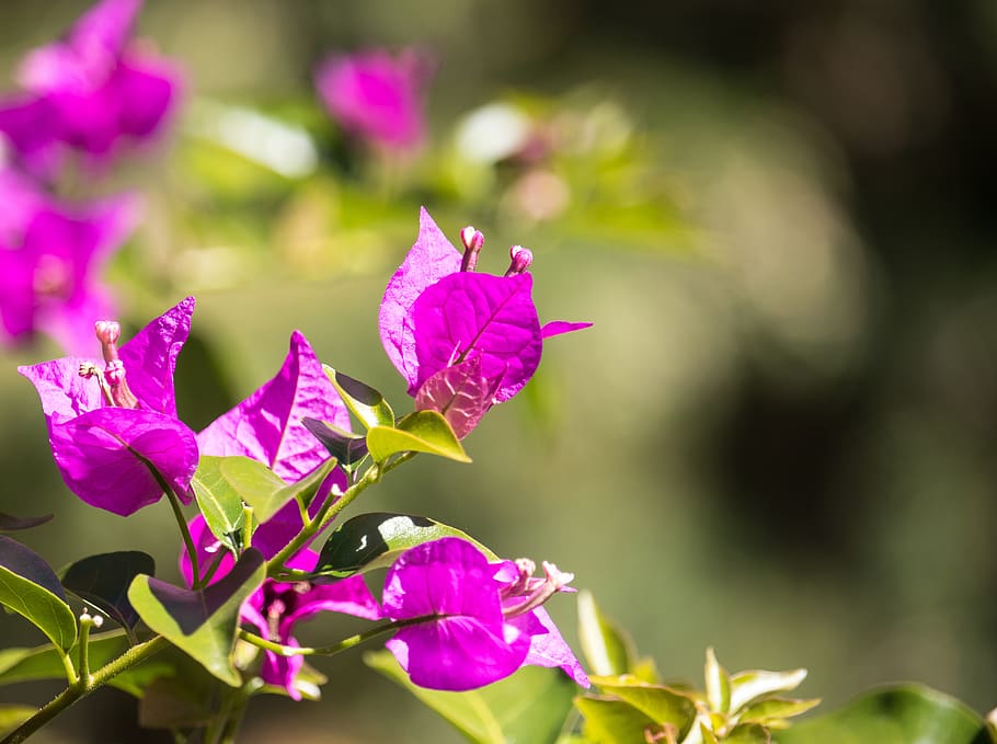 Bougainvillea Wallpaper - Cole and Son