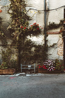 green leaf tree on wall decor, los angeles, venice boulevard HD wallpaper