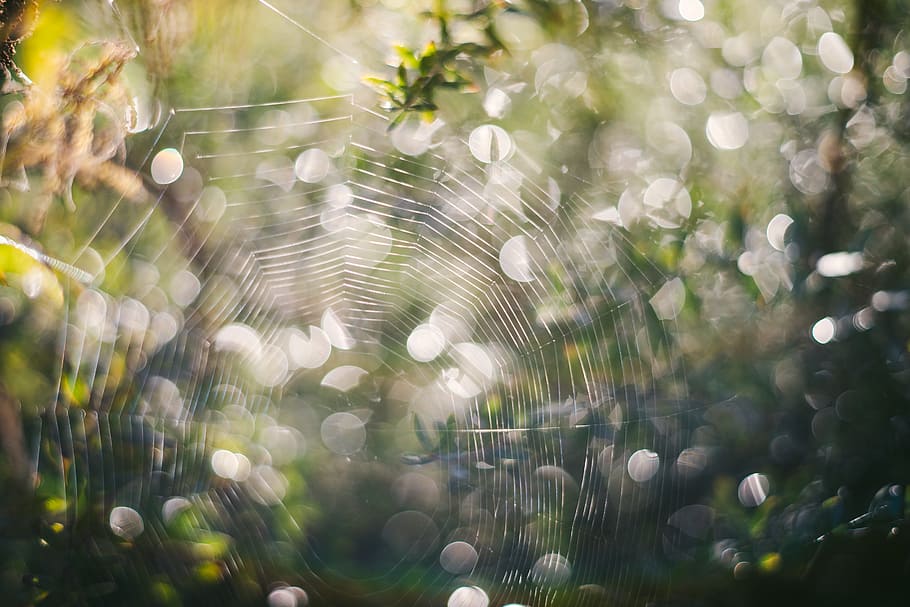 Spider web, abstract, autumn, background, backlight, bokeh, close HD wallpaper