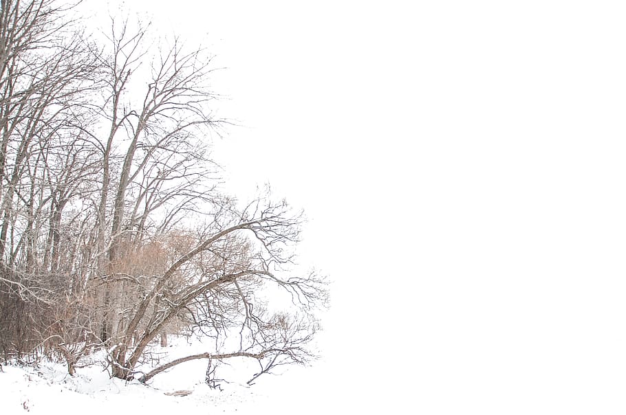 winter, snow, empty, emptiness, space, trees, design, bare tree HD wallpaper