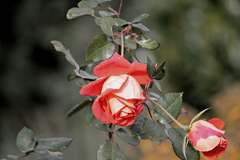 rose, red, blossom, bloom, red rose, flower, rose blooms, romantic HD wallpaper