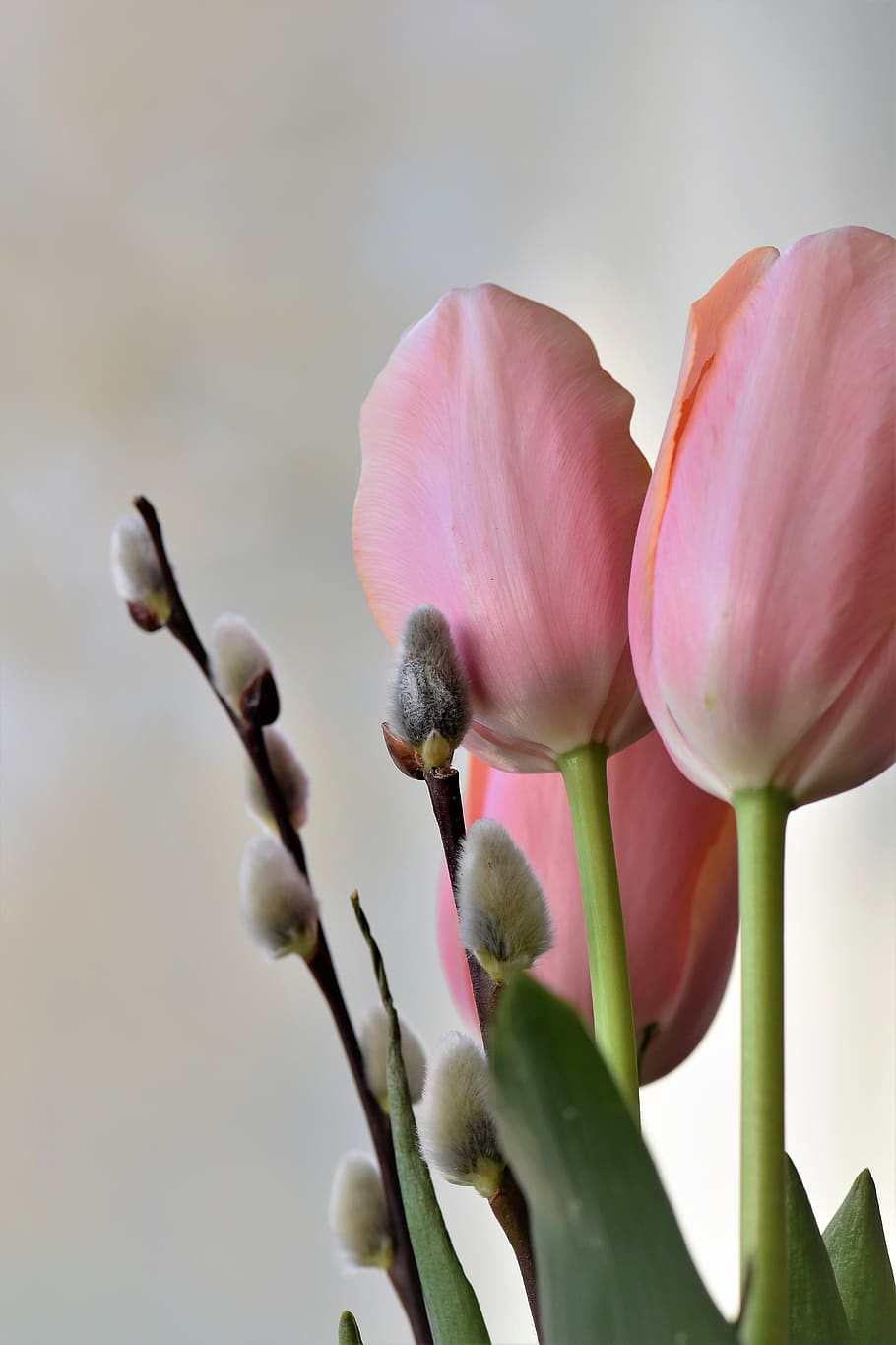tulip, nature, flower, easter, leaf, plant, spring, green, blossom HD wallpaper