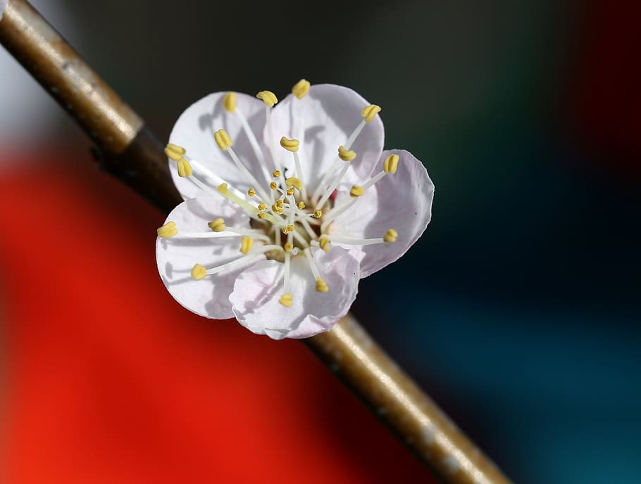 flowers, white, tree, casey, spring, nature, flowering plant HD wallpaper