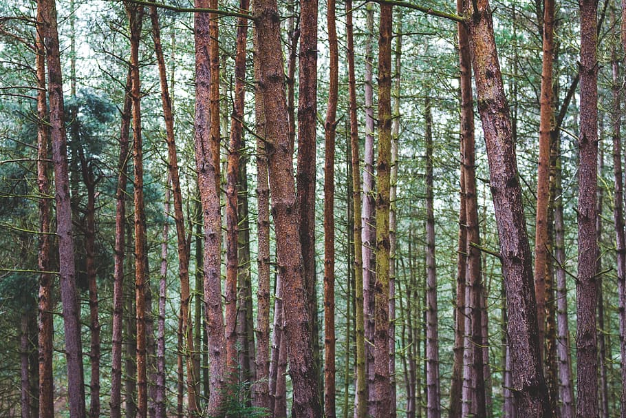 Tree Trunks With Green Leaves, bark, conifer, environment, evergreen HD wallpaper