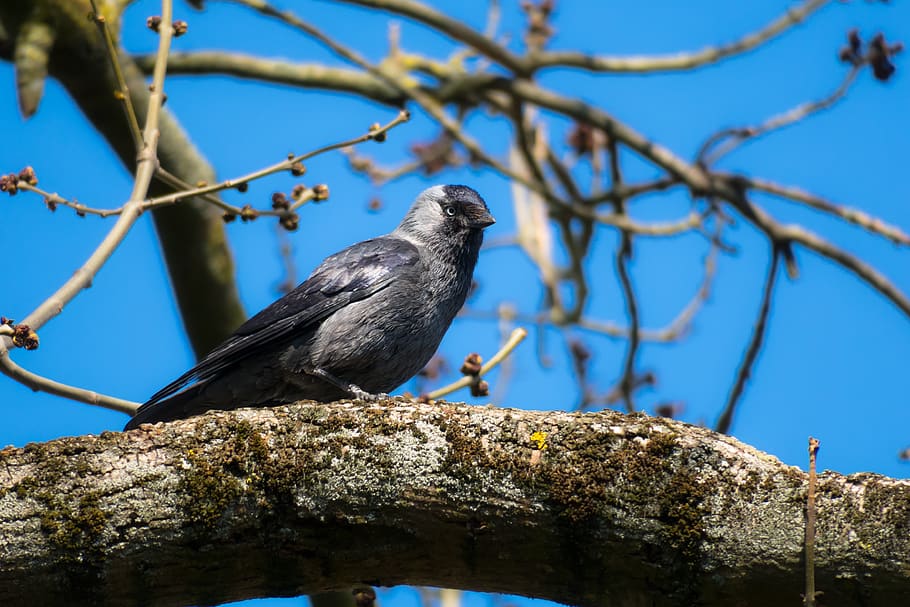 jackdaw, watch, look, view, viewpoint, plumage, bill, raven bird HD wallpaper