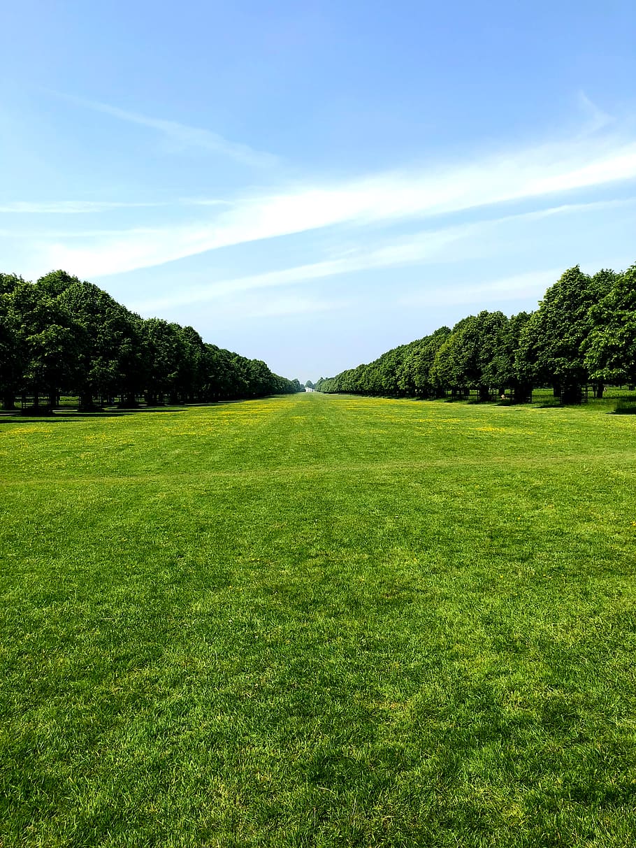 united kingdom, hampton, bushy park, grass, empty, far, green, HD wallpaper