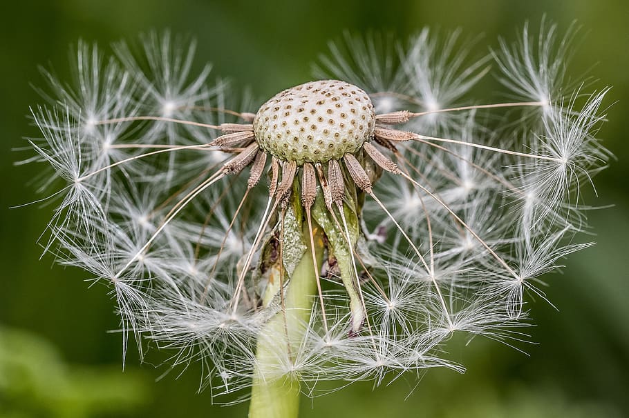 dandelion, spring, nature, flower, plant, close up, pointed flower HD wallpaper