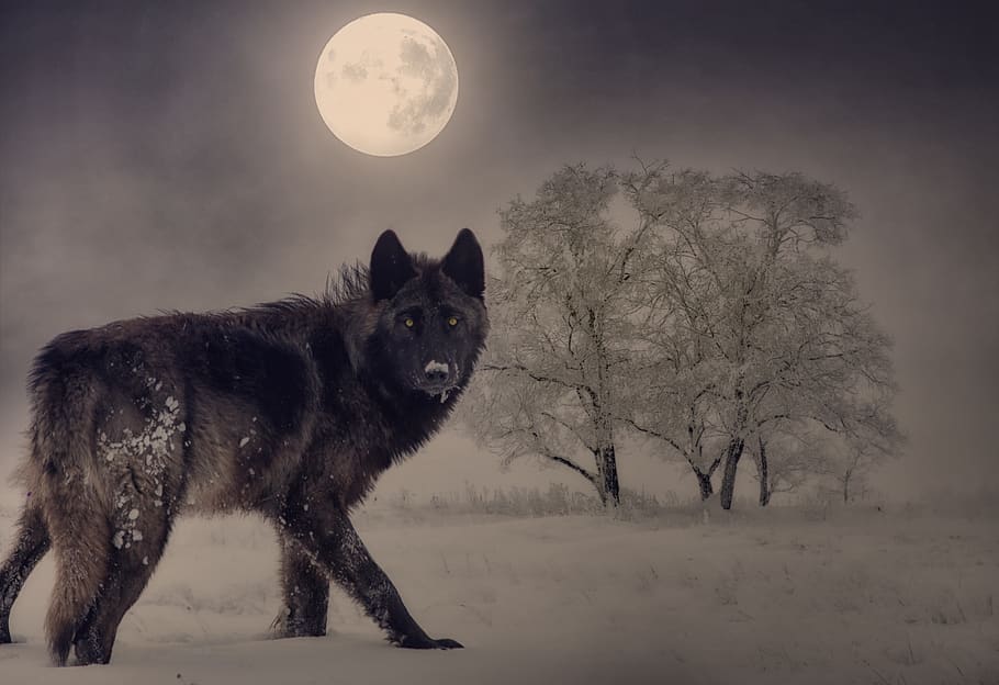 wolf, moon, winter, full moon, night, tree, mood, moonlight, HD wallpaper