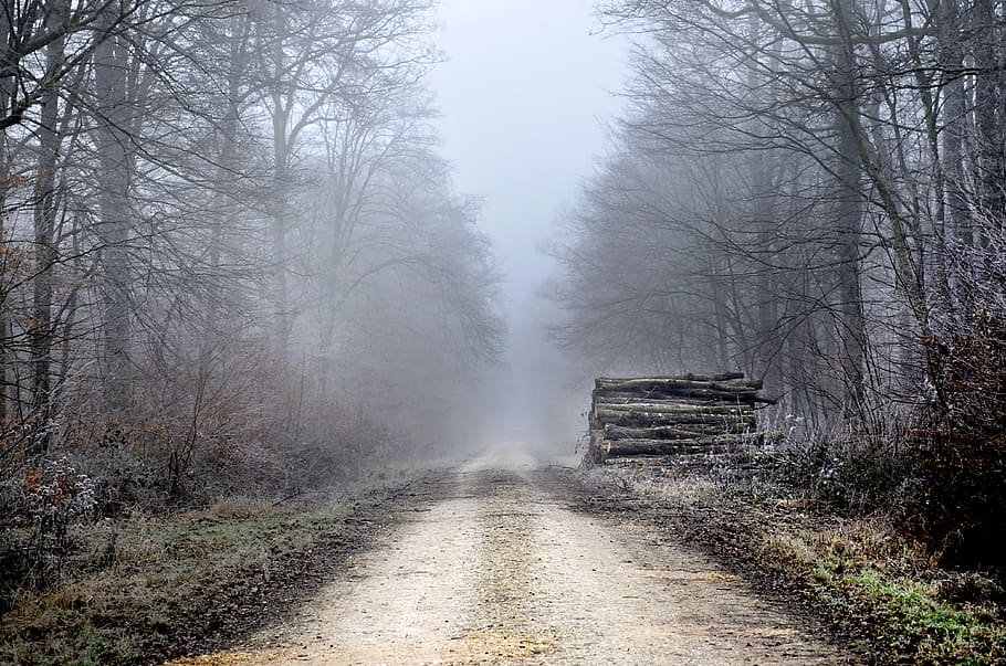 forest, winter, path, nature, cold, landscape, wood, fog, scenic HD wallpaper